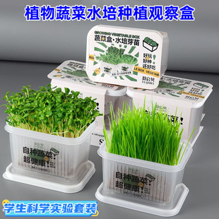 网红儿童益智种植发芽植物小盆裁 小学生观察花农绿植蔬菜盒