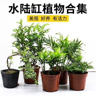 黄缘乌龟缸造景绿植生态水陆缸植物悬崖六月雪狼尾蕨爬宠箱装饰树