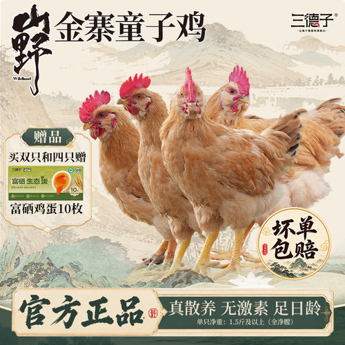 三德子金寨农家散养童子鸡清蒸