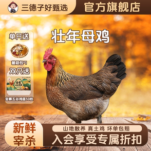 三德子【壮年母鸡】山地散养350天走地鸡新鲜美味滋补月子鸡汤