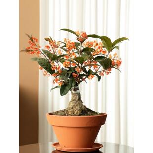 佛顶珠天香台阁金桂耐寒桂花树苗盆栽室内办公室招财盆景花草四季