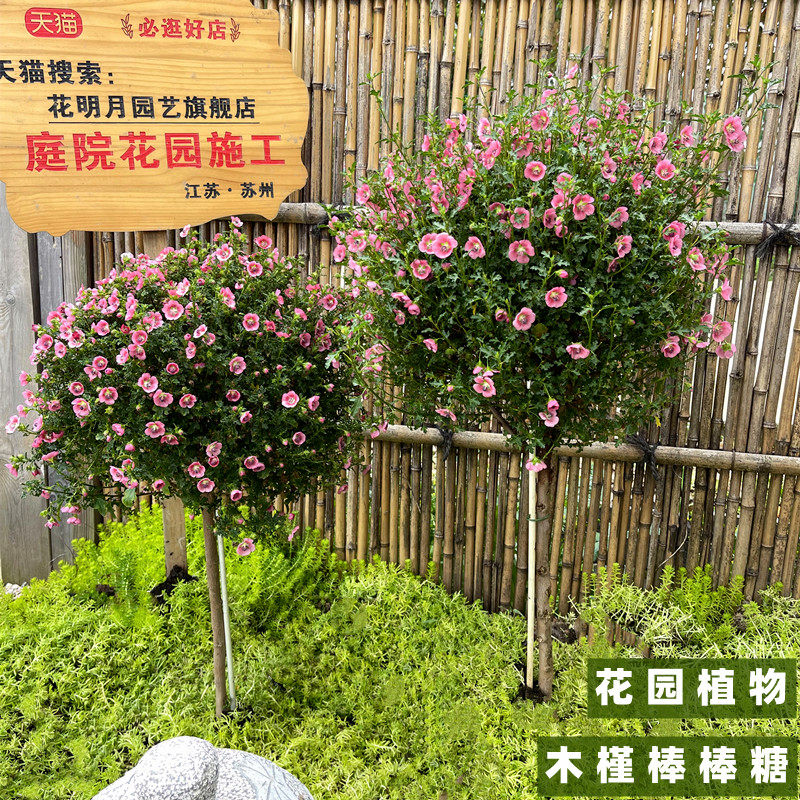 小木槿棒棒糖花苗木槿花苗盆栽多花量大花卉阳P台带花发货花镜植