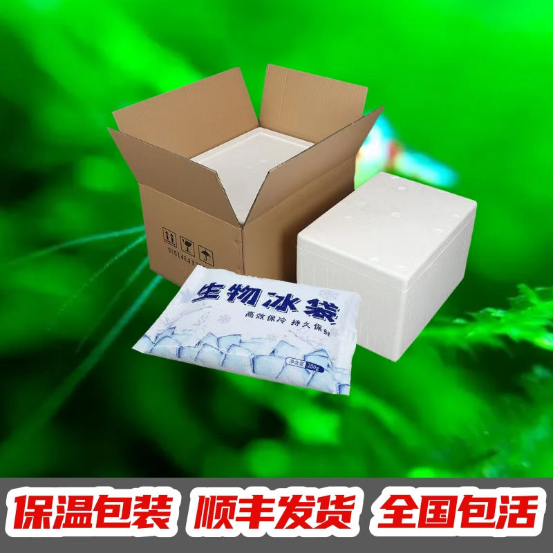 红白水晶虾鲜活到家淡水鱼缸观赏虾闯缸草缸工具清洁除.藻宠物包