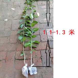 叶仙带根木麒麟嫁接蟹爪兰仙人球叶仙人指假昙花万能砧木嫁接神木