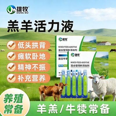 雄牧羔羊活力液瘫软卧地低头拱背