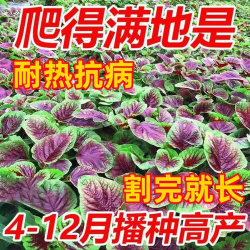 【割完又长】红苋菜种子大圆叶苋蔬菜籽阳台盆栽大叶四季播野菜籽