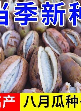 八月瓜种子紫色八月瓜籽香甜软糯抗病丰产四季种植爬藤新鲜种