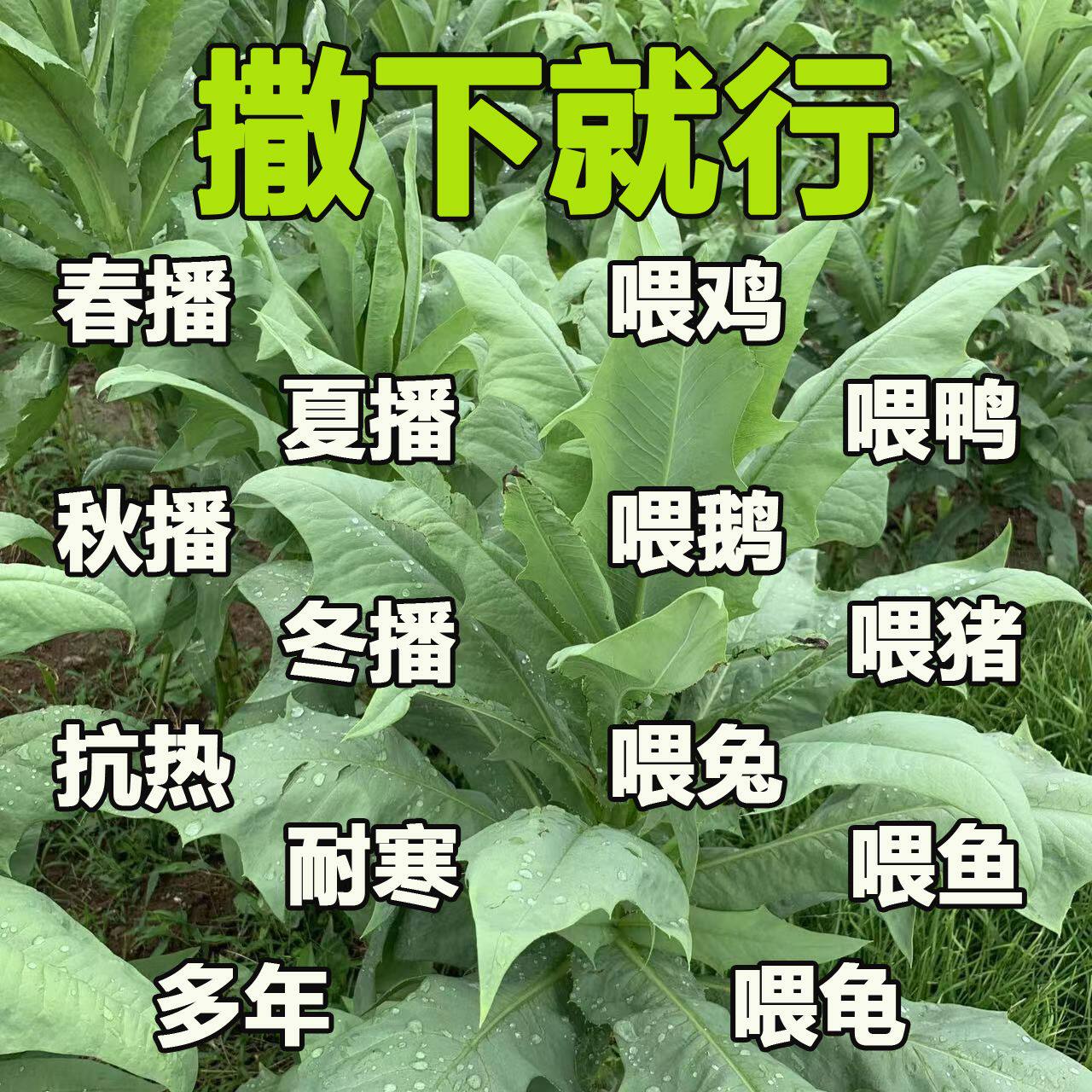 苦麻菜种子养鸡鸭鹅牧草鸡鸭鱼猪鹅苦麦菜鹅菜苦麦菜