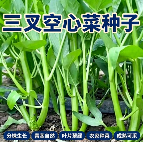 三叉空心菜种籽耐热青菜新鲜当季蔬菜通心菜蕹菜多次采收