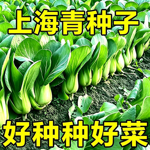 上海青小油菜小白菜青菜小白菜四季盆栽蔬菜种子
