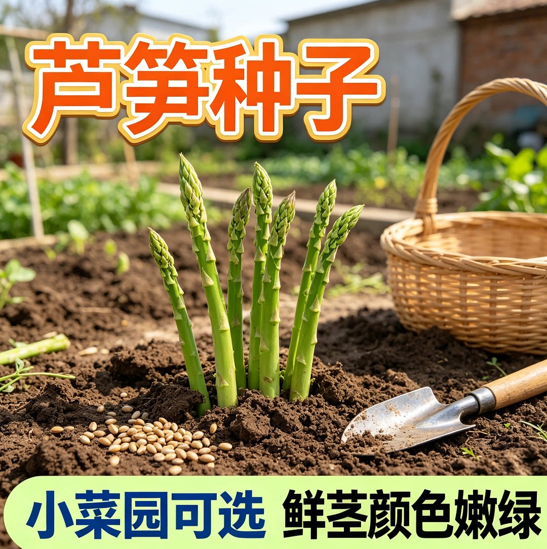 芦笋种子四季种植蔬菜之王进口绿芦笋种籽抗热耐寒高营养蔬菜种子