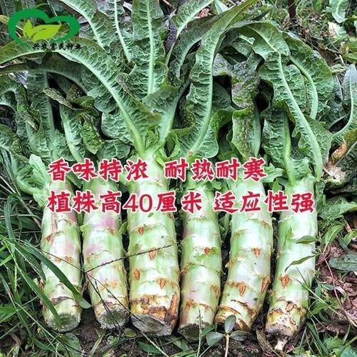 【新种上市】四季莴笋种子青皮绿肉香莴苣种籽耐热抗寒蔬菜种子