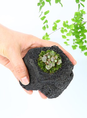 姬虎耳山野草假山附石装饰办公桌日本绿植物迷你盆栽火山吸水盆景