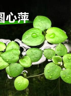 圆心萍浮萍水草植物鱼缸造景水培水芙蓉净化水质鱼虾龟缸漂浮水草