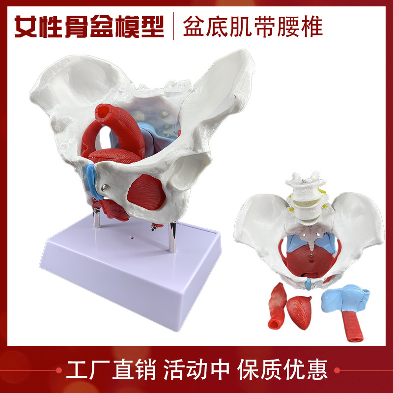 可活动女性骨盆底附盆底肌肉模型骨D盆子宫分娩 盆骨模型 骨骼模