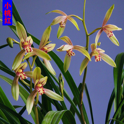 建兰新款美观兰小桃红易花易苗花苞浓香7元一苗5苗起拍适合新手