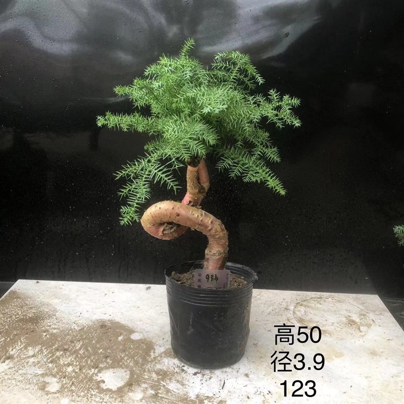 澳洲杉盆景不老松造型提根盆栽澳大利亚杉欧洲杉客厅