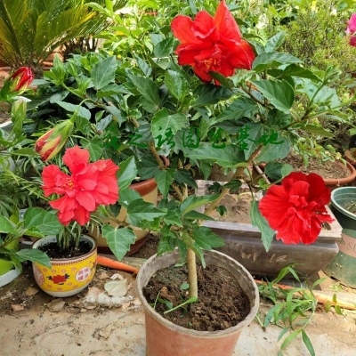 独杆重瓣扶桑带花苞木槿花庭院阳台花卉多年生长绿芙蓉花嫁接多色