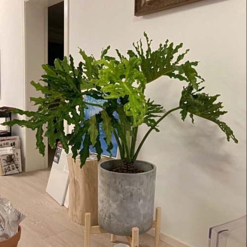 春羽春雨绿植盆栽小天使盆栽大叶室内花卉好养龟背竹水培绿植花卉