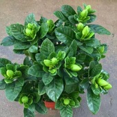 栀子花盆栽树苗室内四季 开花卉大苗带花苞植物阳台桌面绿植