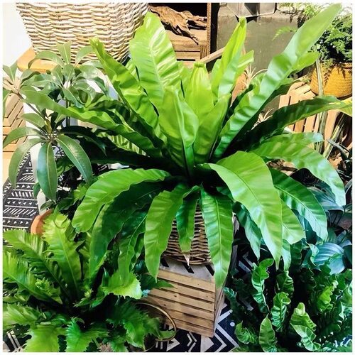 千花阁绿植展叶鸟巢蕨盆栽水培绿植室内北欧好养净化空气观叶绿植