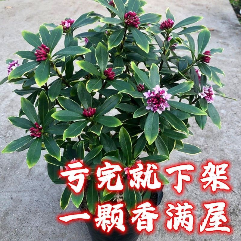 金边瑞香 别墅庭院花园花镜绿植绿化带造景四季不落叶