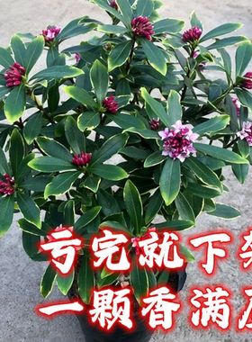 金边瑞香 别墅庭院花园花镜绿植绿化带造景四季不落叶