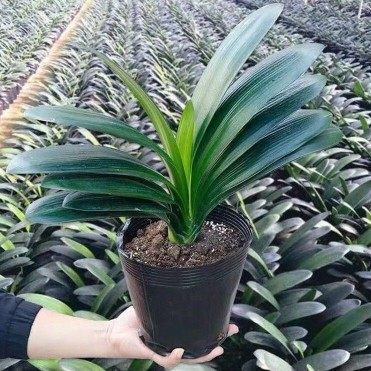 君子兰盆栽元宝办公植物室内四季好养花卉阳台桌面高档客厅家用