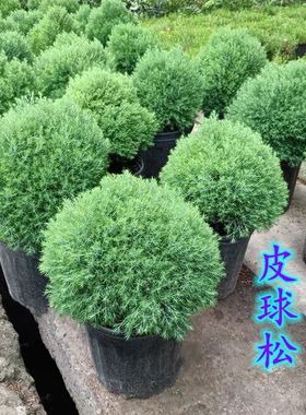 雾凇松 别墅庭院花园花镜绿植绿化带造景四季不落叶