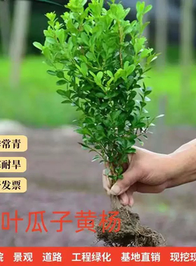黄杨    别墅庭院花园花镜绿植绿化带造景四季不落叶