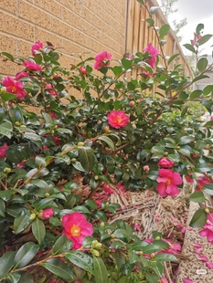 茶梅苗茶梅树苗庭院阳台室内外浓香耐寒花卉盆栽花带花苞