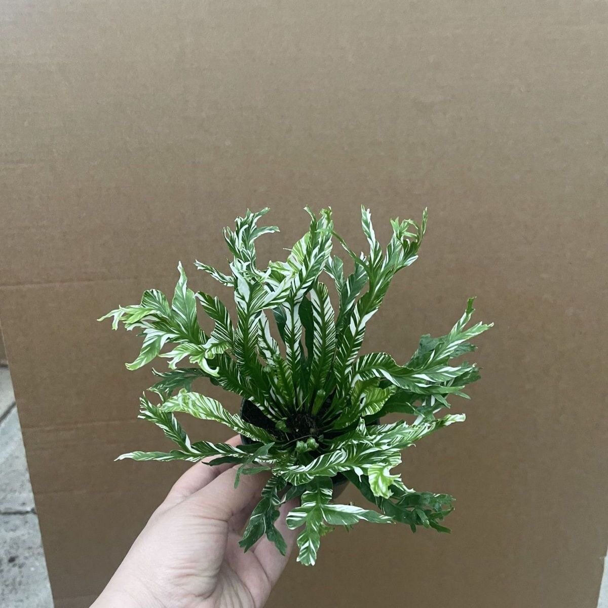 白锦鸟巢蕨白月光花叶鸟巢锦化热植北欧风皮实好养室内板植挂墙图片