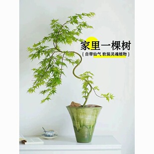 流泉枫盆栽绿植飘逸造型书房客厅室内植物网红日系禅意办公室柳泉