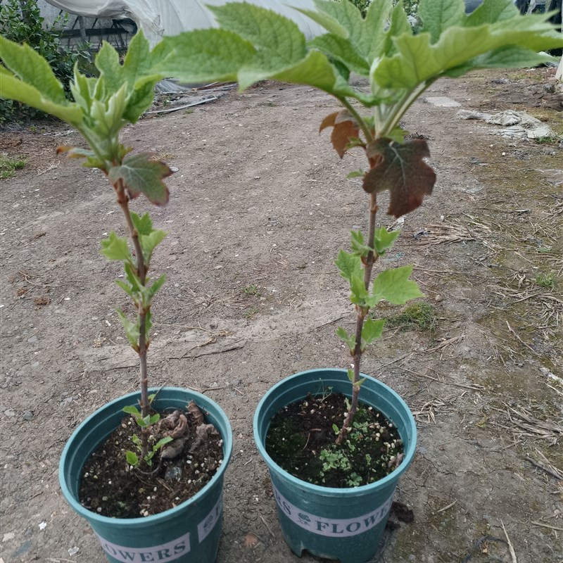 绣球花苗和声雪花栎叶绣球花庭院露台耐寒植物花卉盆栽