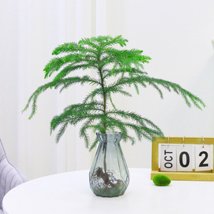 水培植物南洋杉盆栽室内桌面好养绿植花卉盆栽净化空气四季常青