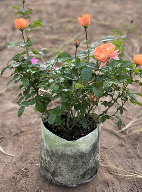 蓝色风暴月季花苗盆栽特大花浓香四季开花庭院阳台玫瑰花卉带花苞