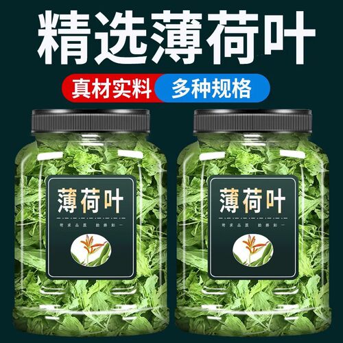 新鲜薄荷叶干薄荷茶叶散装非特级食用泡茶泡水喝的东西清凉茶花茶