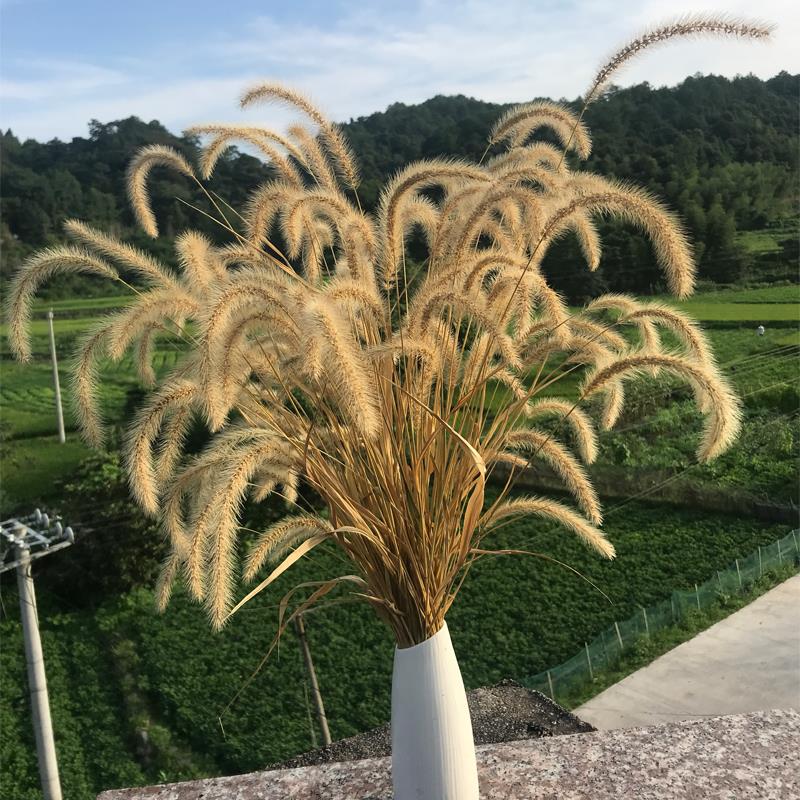狗尾巴草干花天然芒草小芦苇干花客厅摆件装饰花瓶插花道具60支包