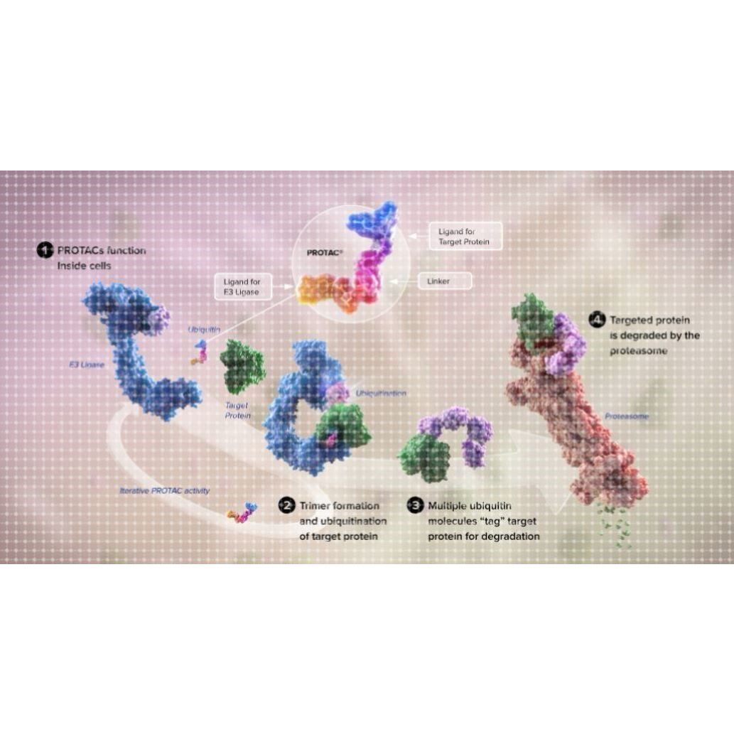 Protac分子的建模和设计 靶向蛋白降解 药物研发靶向蛋白降解