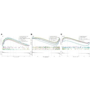 医学生信分析 单细胞测序生信3-5思路 TCGA数据库挖掘KEGG,GO分析