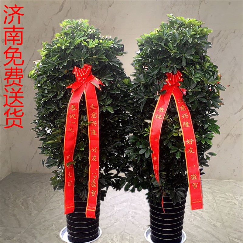 雅园绿植【小叶发财树】开业乔迁送礼盆栽Q植物济南免费送货
