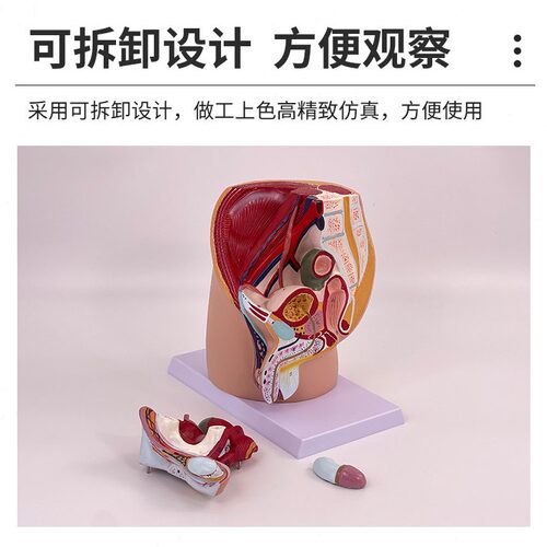 直销教学仿真女盆腔模型女性泌尿生殖系统标本正中矢状切人体解剖