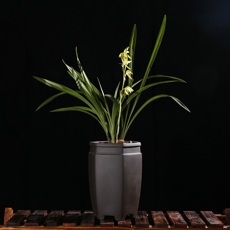 建兰素花金丝马尾 浓香金边叶艺兰花苗夏带花苞 四季植物室内盆栽