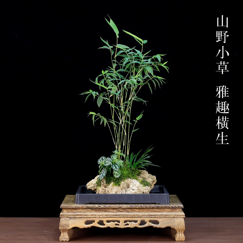 吸水石米竹盆栽上水石附石菖蒲微景观办公室桌面绿植水培植物盆景