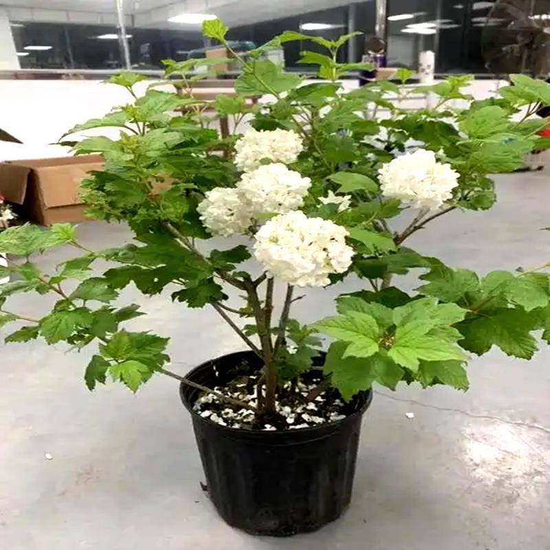 进口欧洲木绣球玫瑰露台花园多年生耐寒耐热植物盆栽地栽好养带花