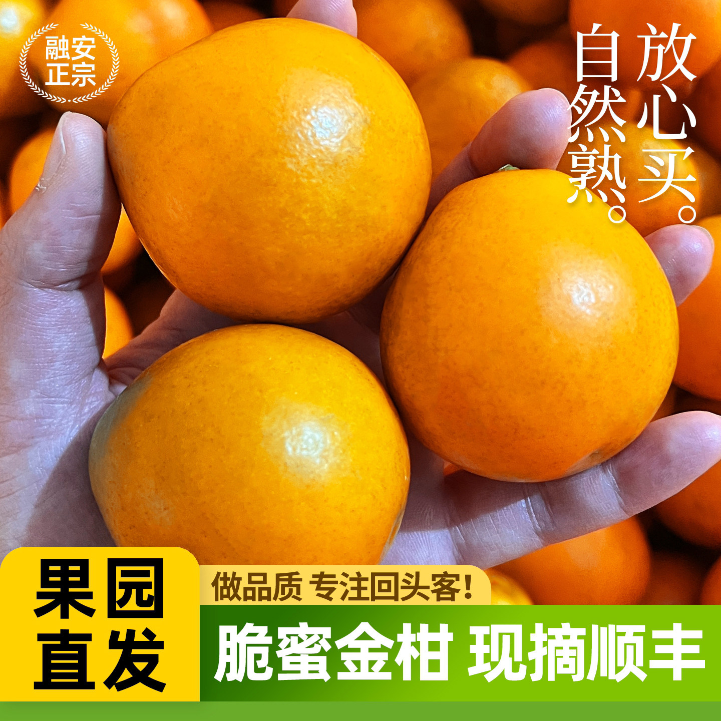 正宗 脆蜜金柑 广西融安脆蜜金桔第三代应季新鲜水果独立包装顺丰