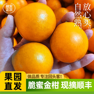 正宗 脆蜜金柑 广西融安脆蜜金桔第三代应季新鲜水果独立包装顺丰