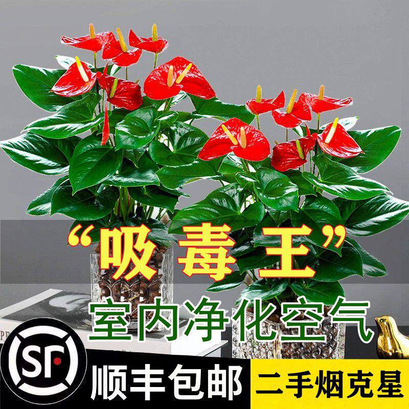 当头鸿运绿植花卉红掌植物甲醛培多肉发财树花水室内吸绿萝箩
