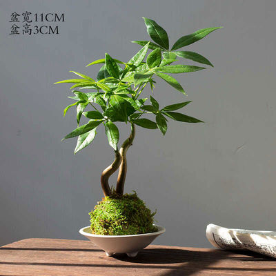 苔藓球发财树吸水四季常青小盆栽办公室招财新手好养观叶小绿植
