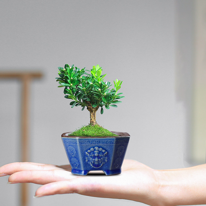 粗陶冰裂狮子头兽首创意掌中宝腊梅雀梅菖蒲水杨梅微景观小盆,童装/婴儿装/亲子装,儿童装饰手表,淘宝优惠券,粉丝福利购,淘宝优惠卷